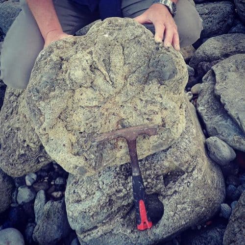 Rocks and Fossils 10 Dinosuar footprint - being lifted from beach at Folkestone Warren