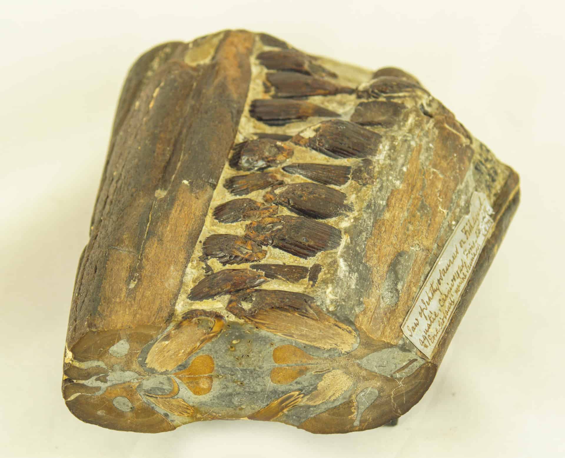 Rocks and Fossils 2 F2472_FTC_Icthyosaur_Jaw_2_FCC
