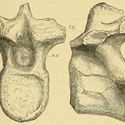 Rocks and Fossils 8 The_Quarterly_journal_of_the_Geological_Society_of_London_(13936868982)