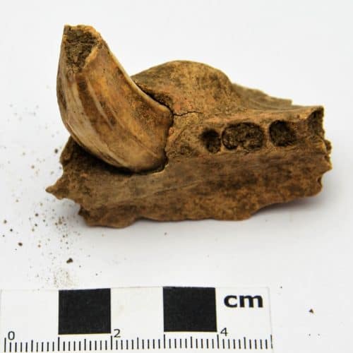 Anglo-Saxons 13 F2575b Animal remains - Boar tusk and partial jawbone
