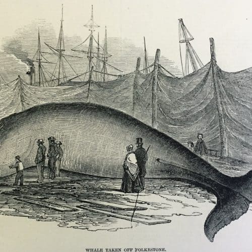 This whale was picked up by local fishermen 5 miles off Folkestone in late Victorian times and exhibited in the town. 