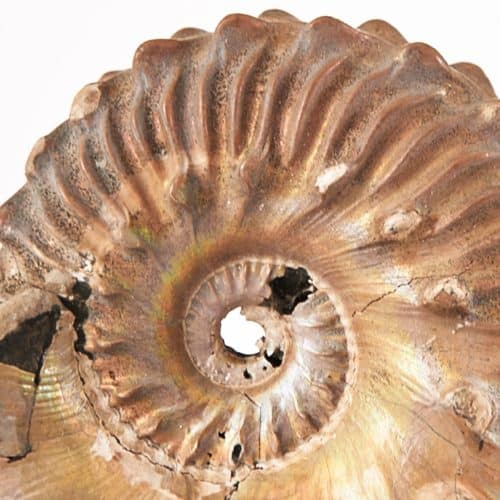 Rocks Resources Prehistoric Sharks and Ammonites mobile image