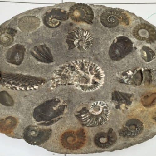 Rocks Resources Rocks and Fossils 3 F2702 FOSSIL PUDDING