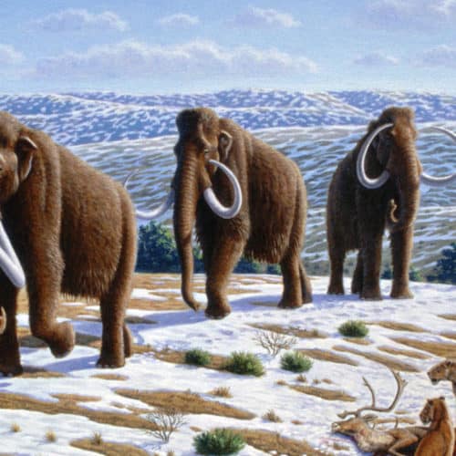 Rocks Resources Woolly_mammoth_(Mammuthus_primigenius)_-_Mauricio_Antón