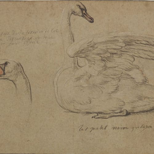 Master 2 Studies of a Swan F3644_26 P35