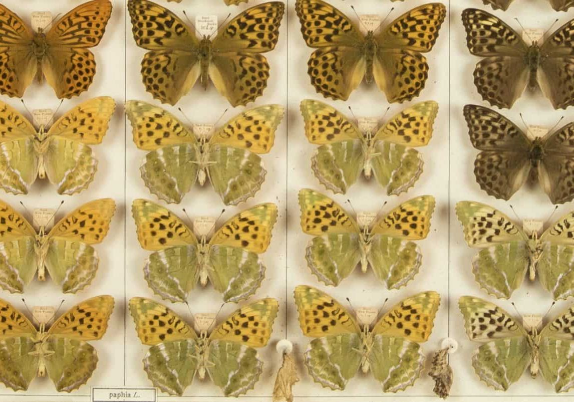Cabinets of Curiosity 2b T0426_FTC_E_C_Joy_Butterfly_Cabinet_20_Drawer_17_FCCcrop