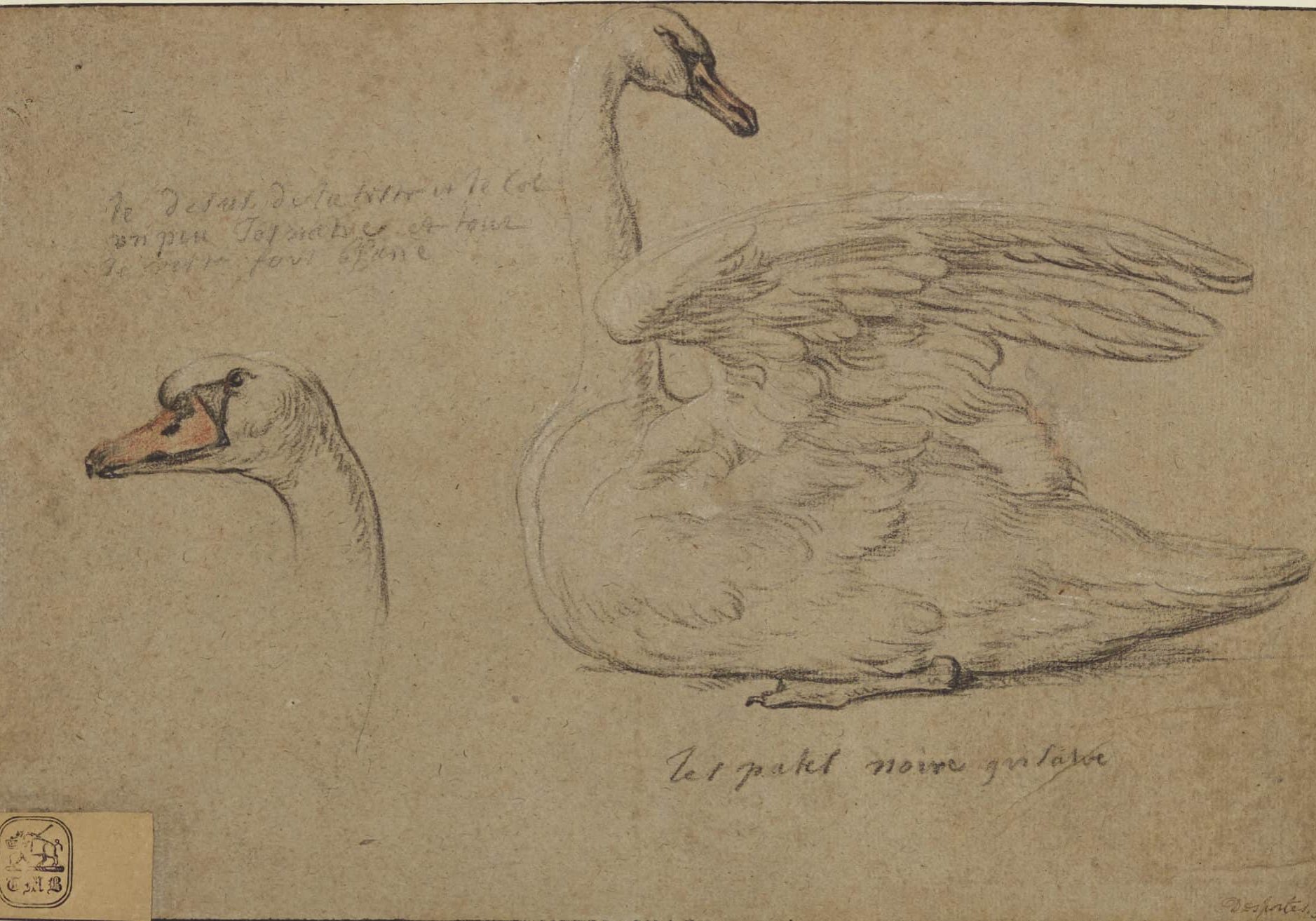 Master 2 Studies of a Swan F3644_26 P35