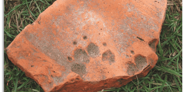 Romans 5a. Dog paw prints on a Roman roof tile