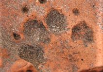 Romans 5b Dog paw prints on a Roman roof tile close up